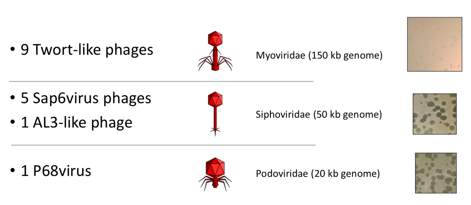Enterococcus Phages